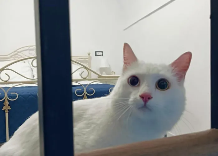 The White Cat
