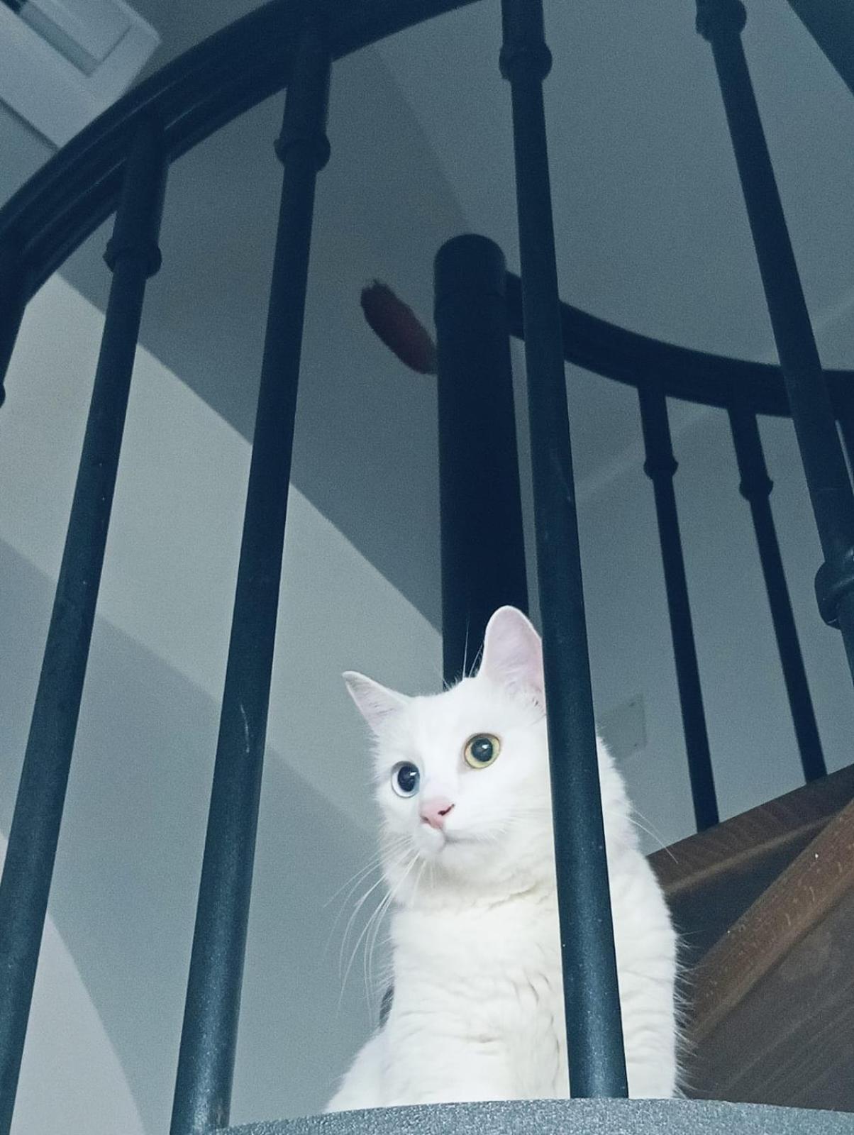 Ferienhaus The White Cat Neapel