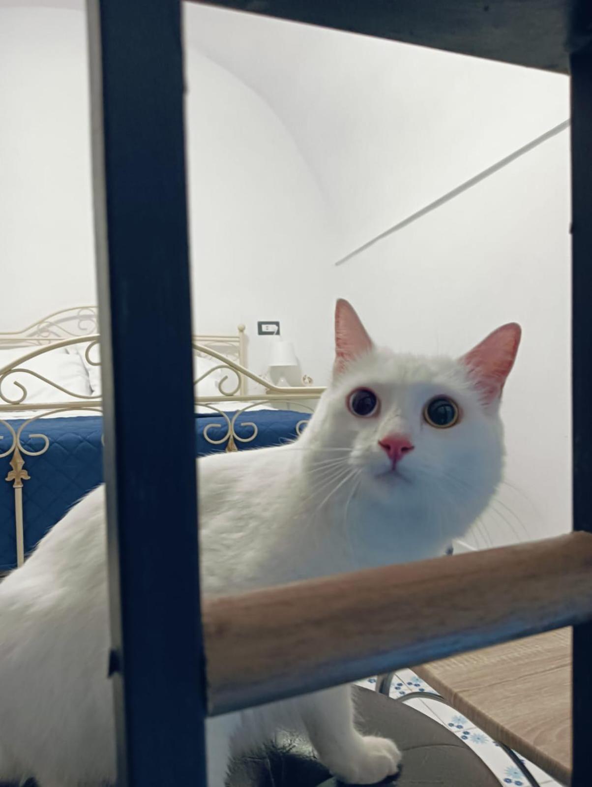 The White Cat Neapel