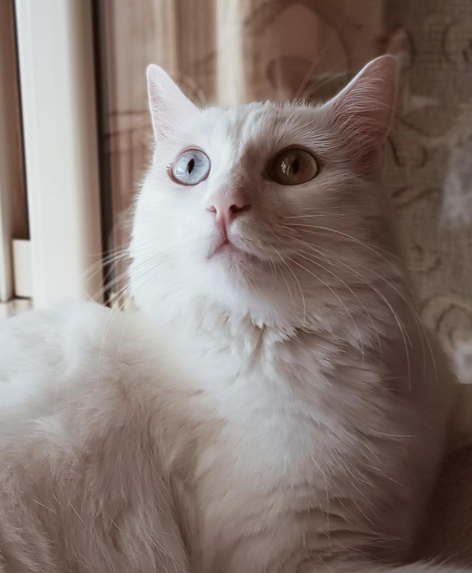 Vakantiehuis The White Cat